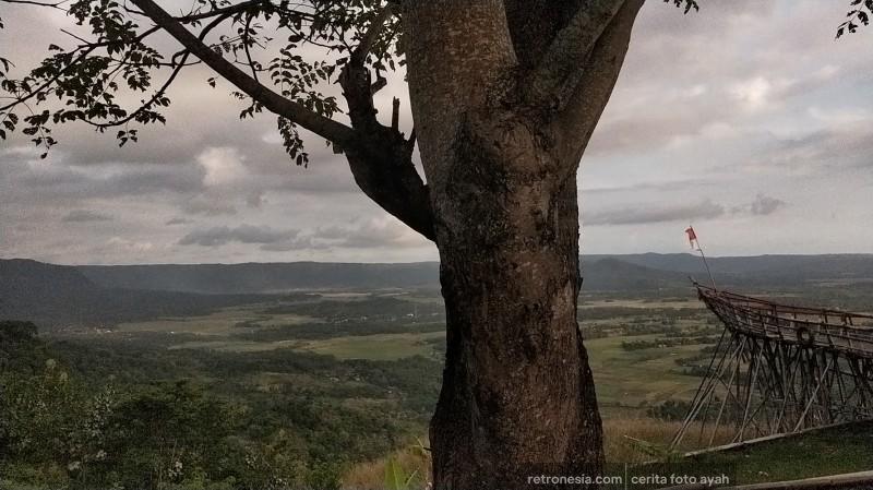 Pohon besar ini menikmati kesendirian, trus kenapa kamu takut?