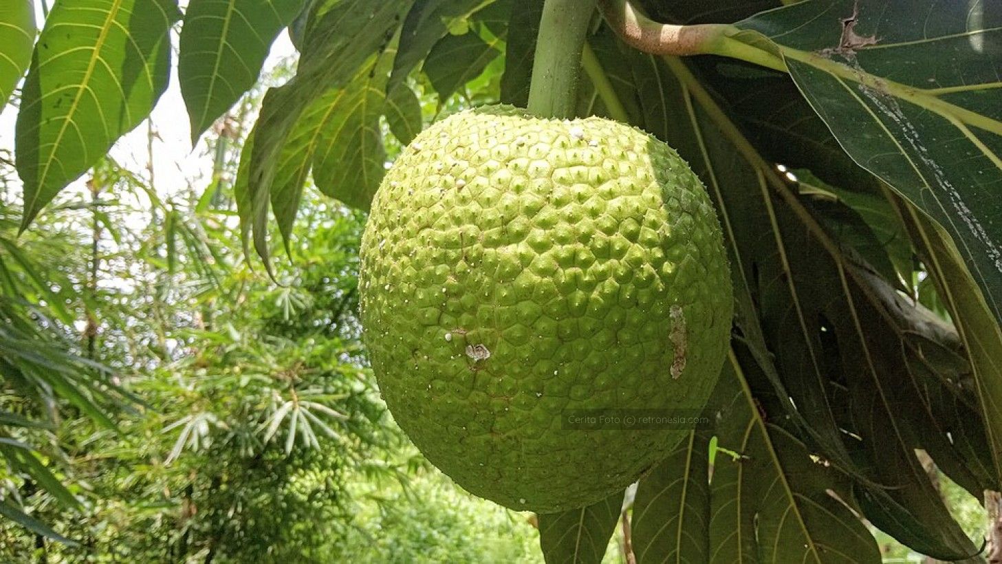 Foto Setiawanap - Karya sendiri, CC BY-SA 4.0, https://commons.wikimedia.org/w/index.php?curid=76831