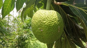 Foto Setiawanap - Karya sendiri, CC BY-SA 4.0, https://commons.wikimedia.org/w/index.php?curid=76831